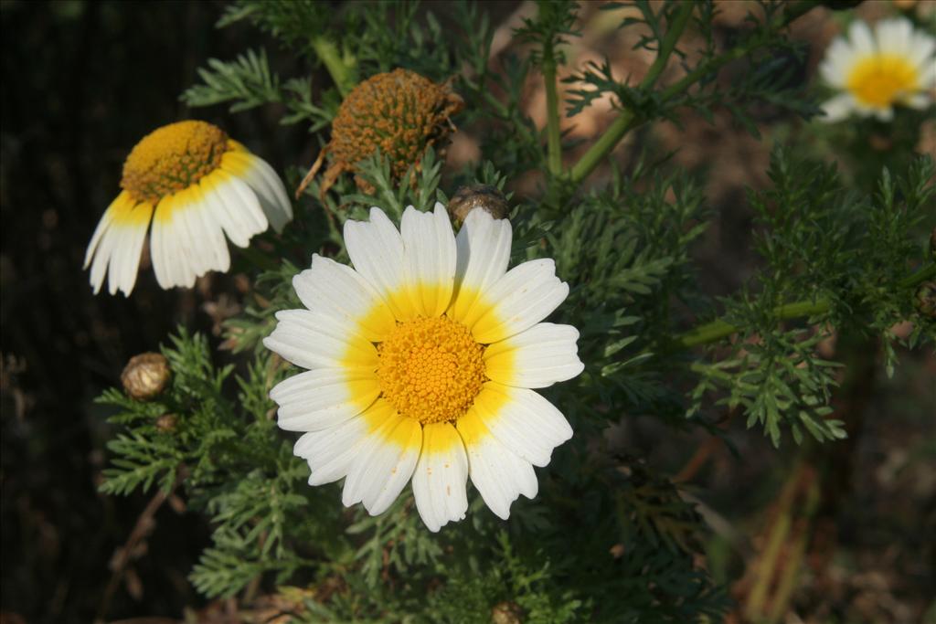 Glebionis coronaria (door Willem Braam)