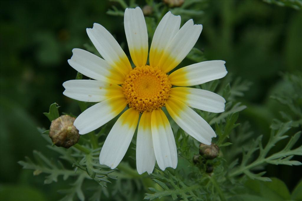 Glebionis coronaria (door Willem Braam)