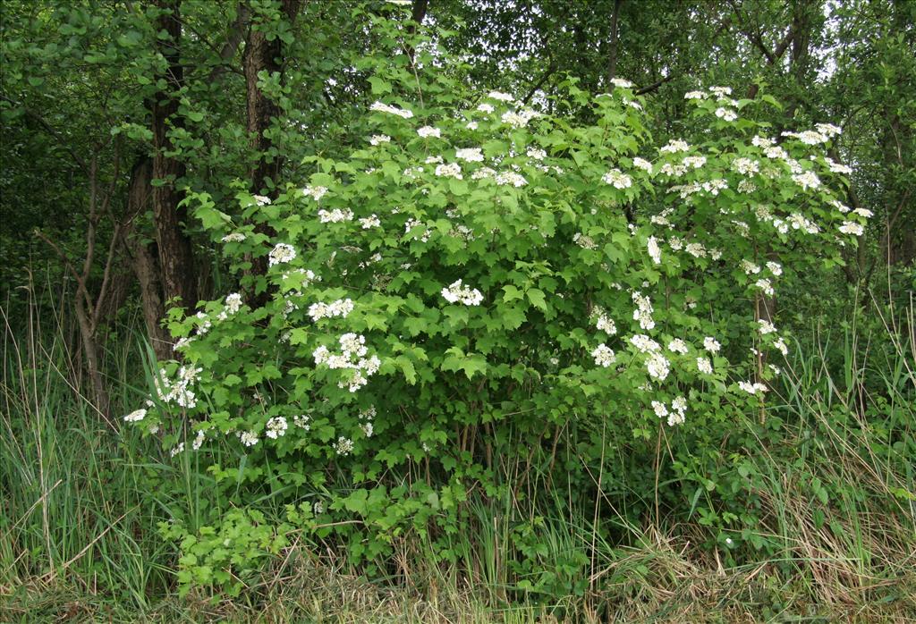 Viburnum opulus (door Willem Braam)