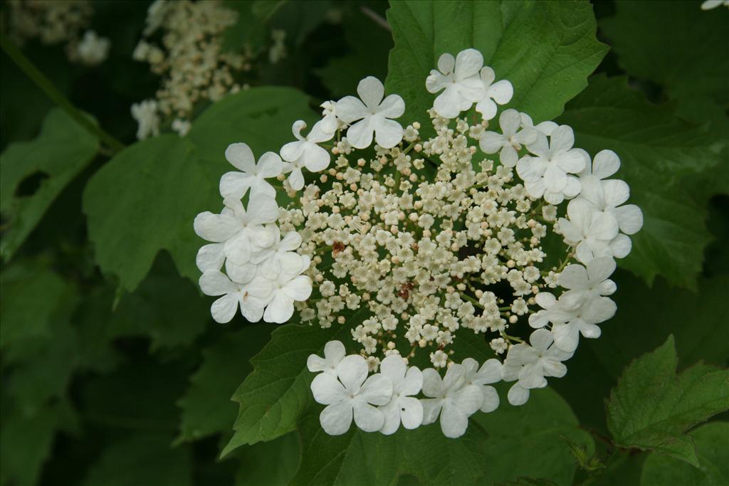 Viburnum opulus (door Willem Braam)