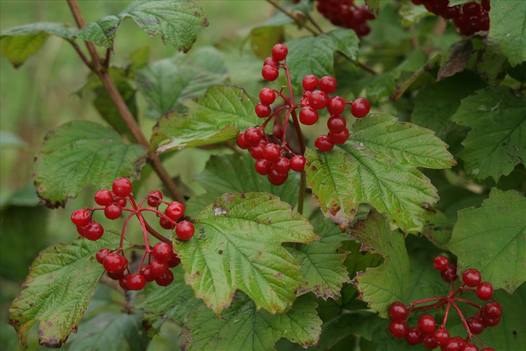 Viburnum opulus (door Willem Braam)