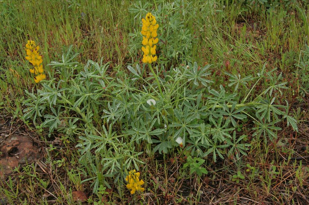 Lupinus luteus (door Willem Braam)