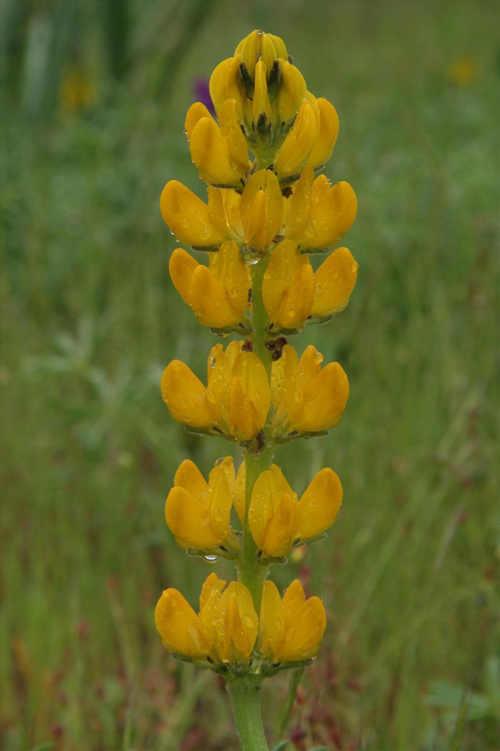 Lupinus luteus (door Willem Braam)