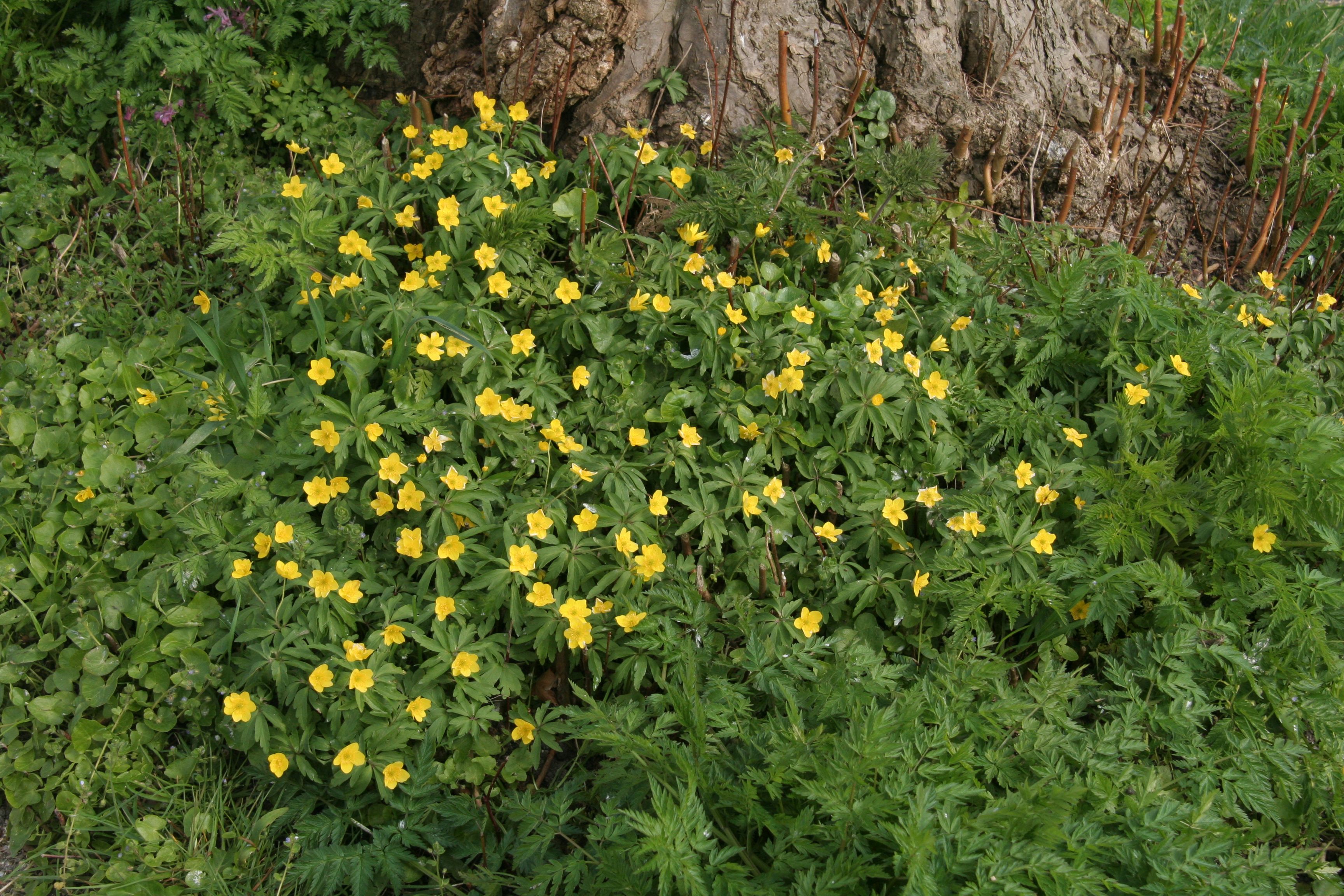 Anemone ranunculoides (door Willem Braam)