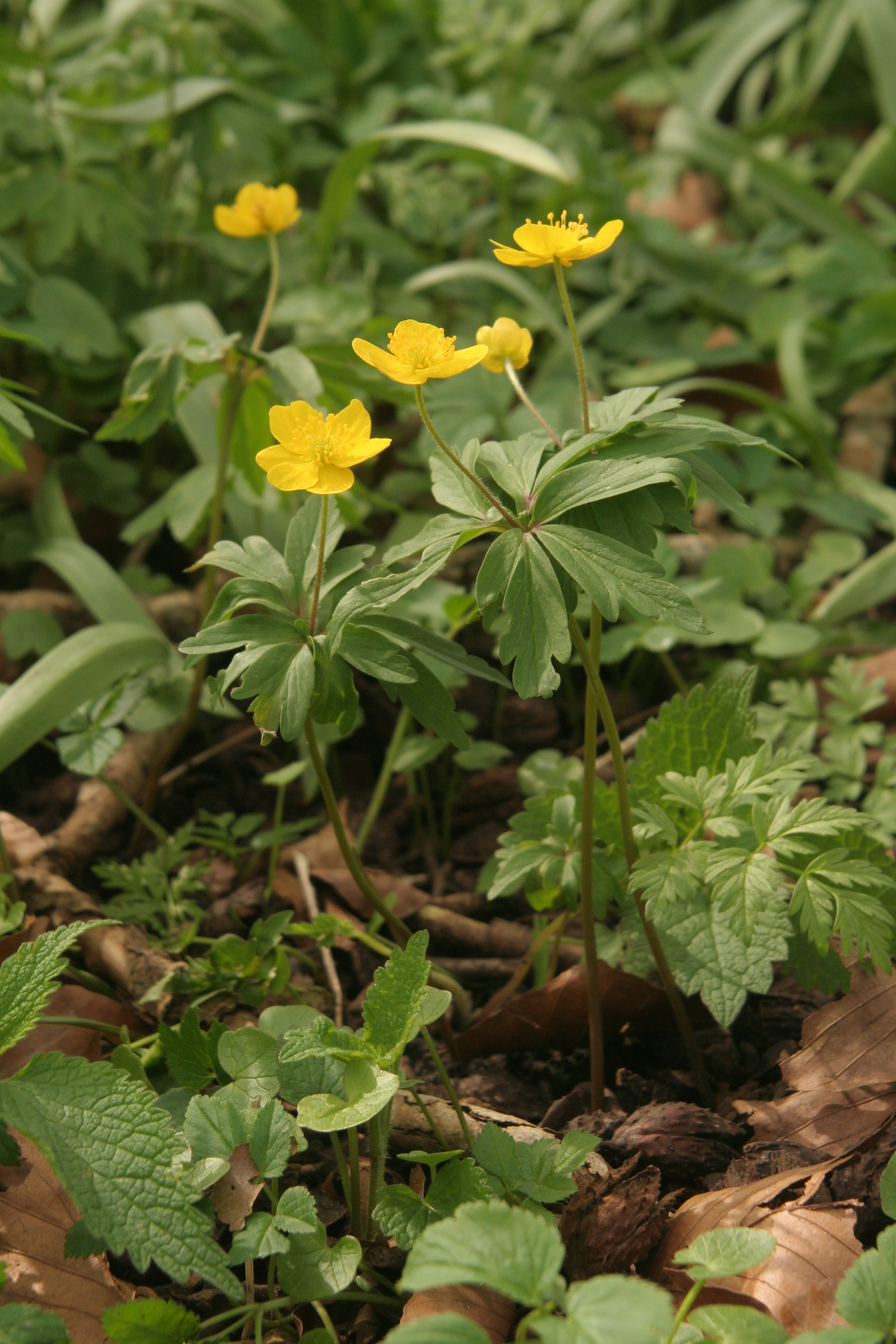 Anemone ranunculoides (door Willem Braam)