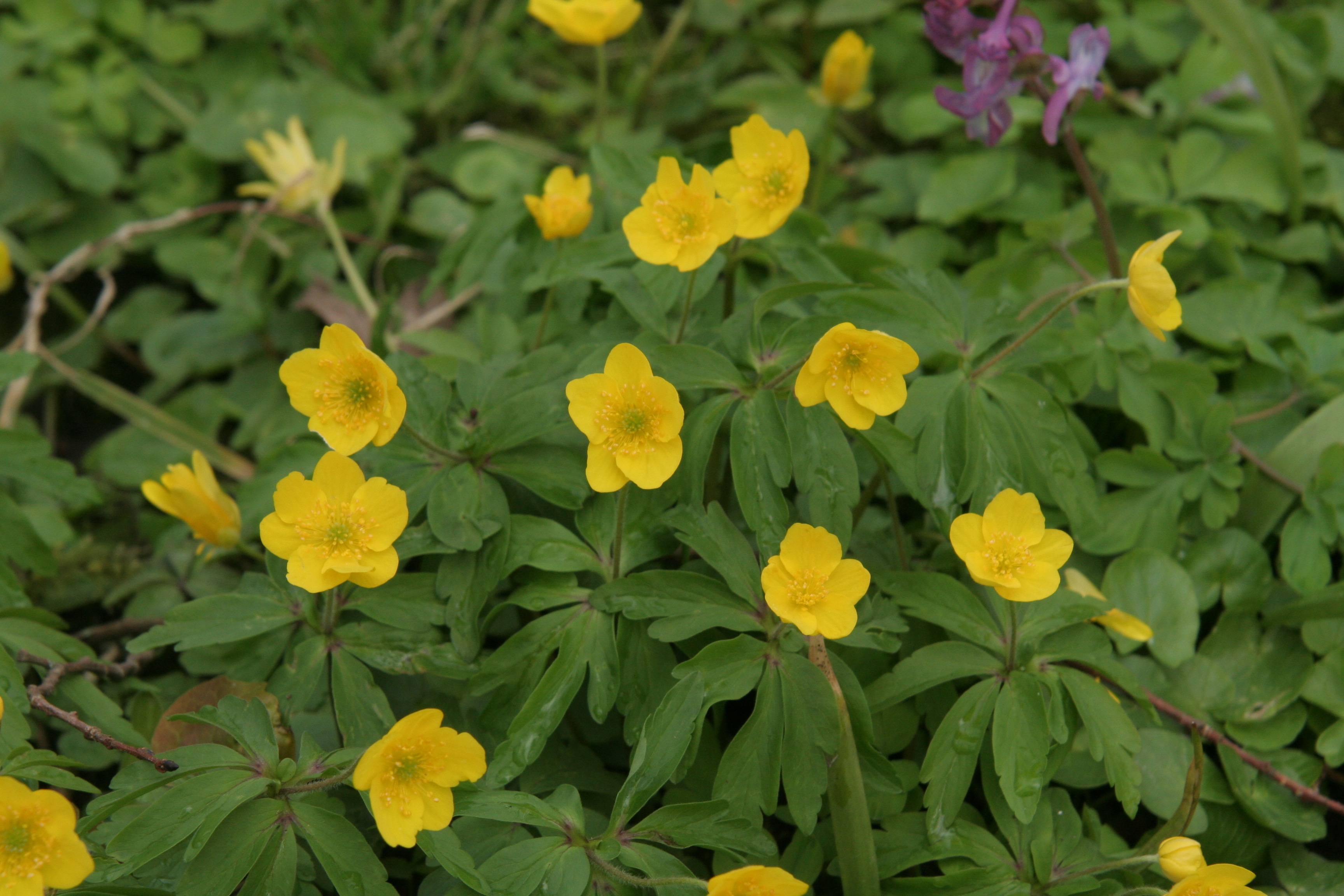 Anemone ranunculoides (door Willem Braam)