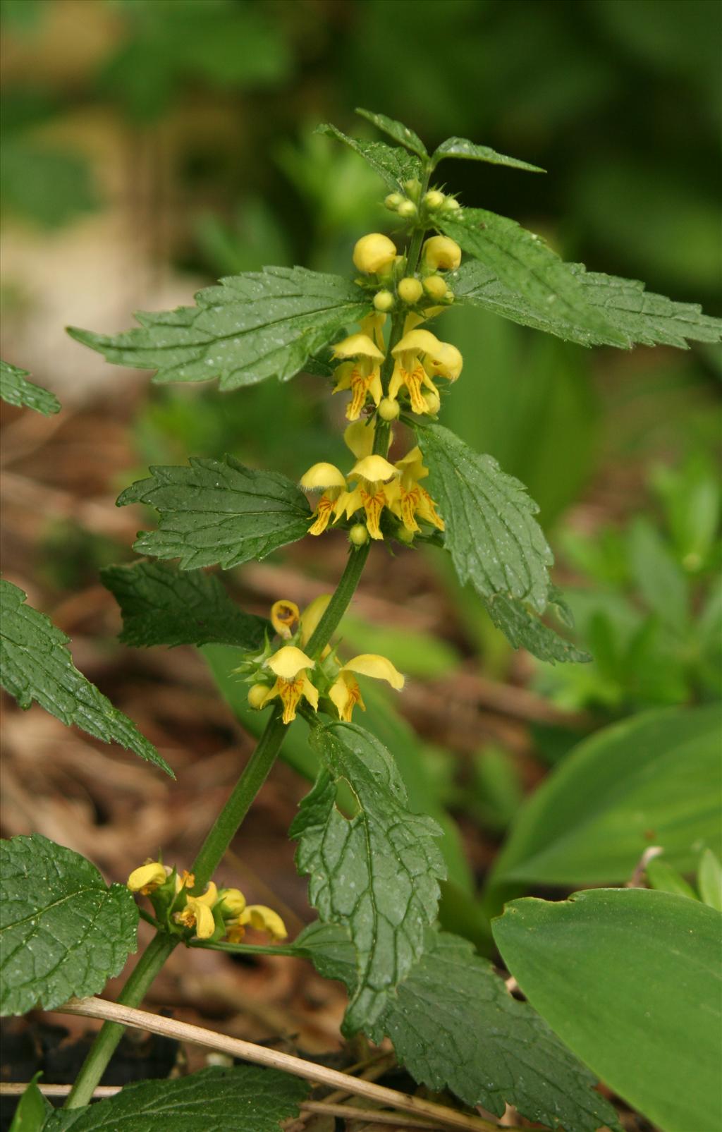 Lamiastrum galeobdolon subsp. galeobdolon/montanum (door Willem Braam)