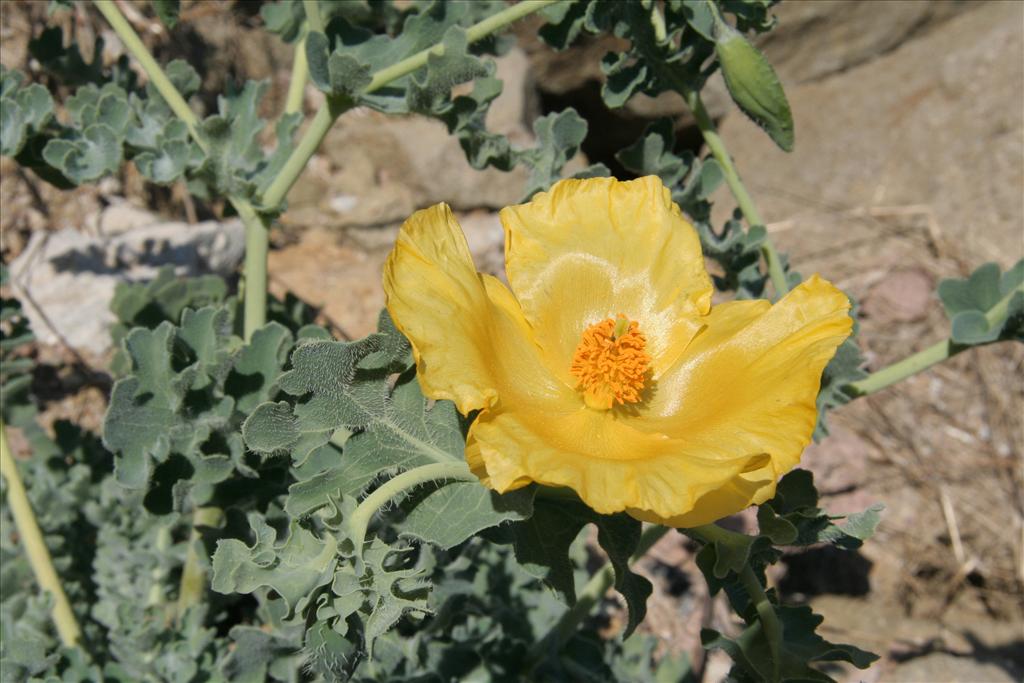 Glaucium flavum (door Willem Braam)