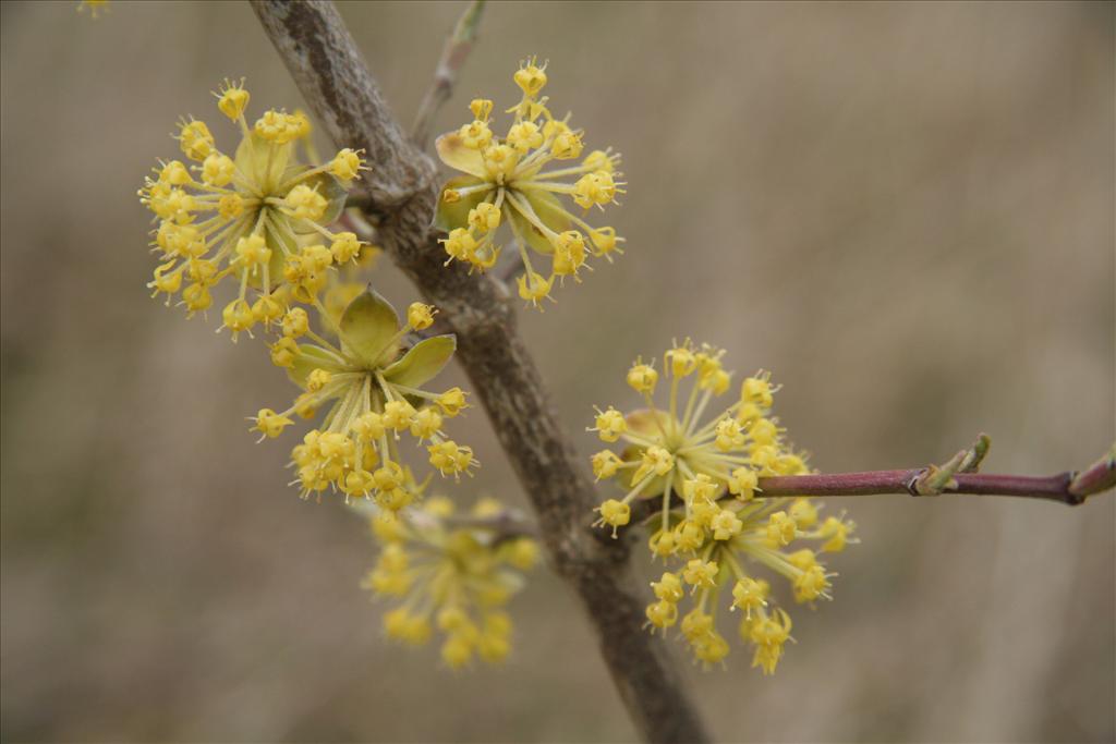 Cornus mas (door Willem Braam)