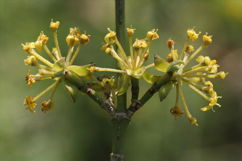 Cornus mas (door Willem Braam)