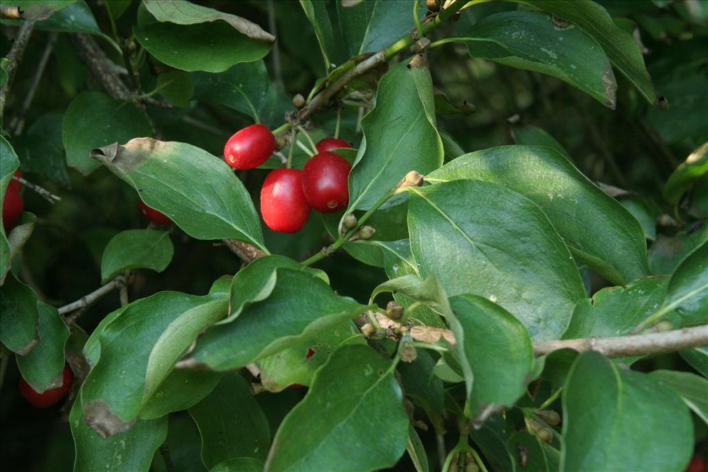 Cornus mas (door Willem Braam)