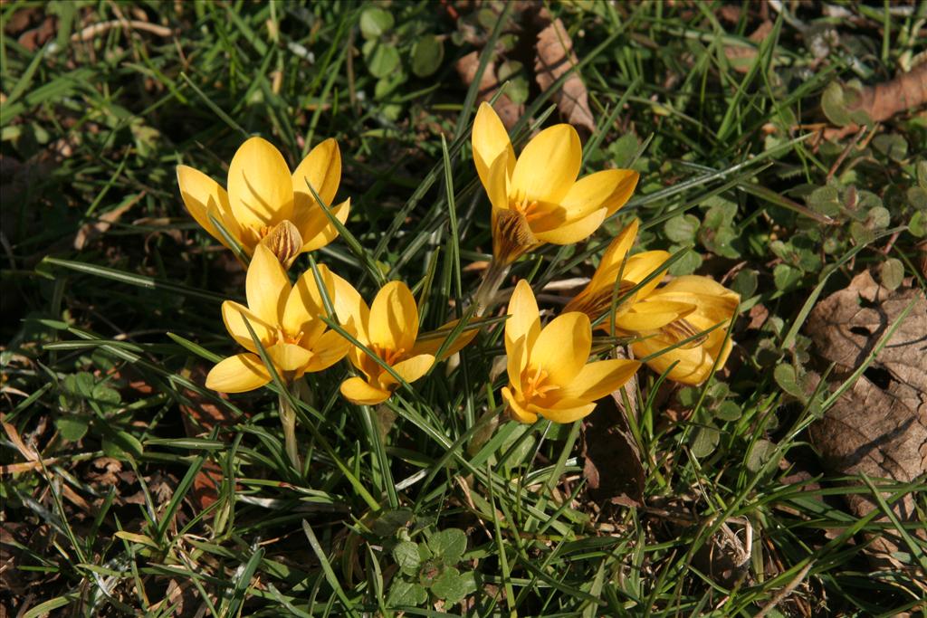 Crocus x luteus (door Willem Braam)