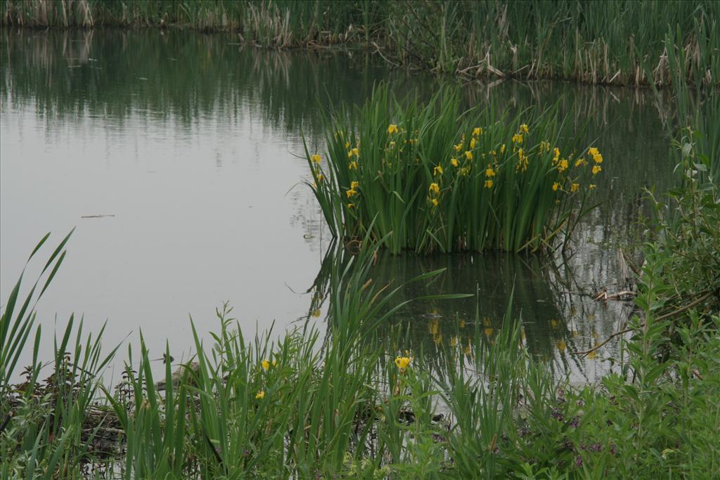 Iris pseudacorus (door Willem Braam)