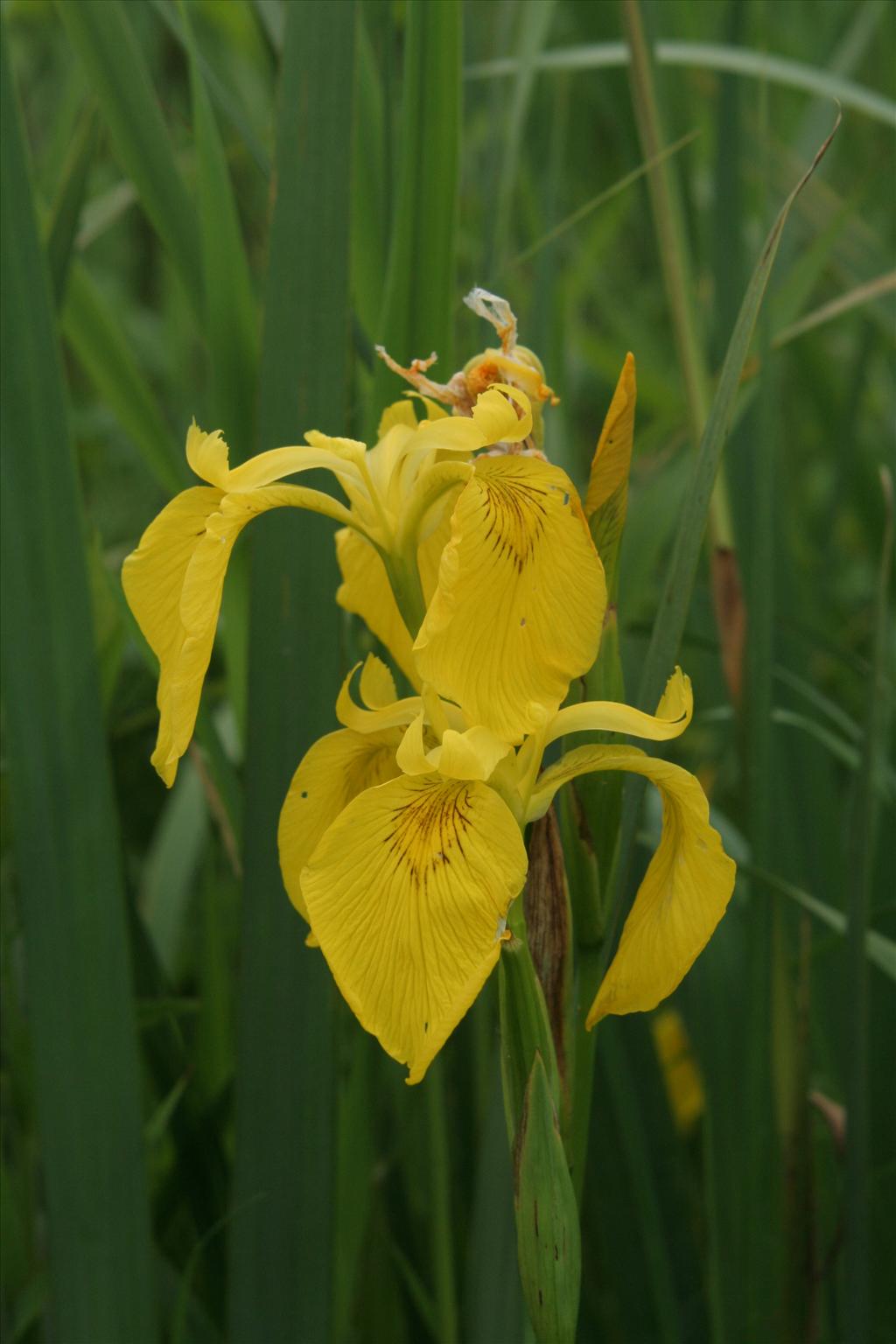 Iris pseudacorus (door Willem Braam)