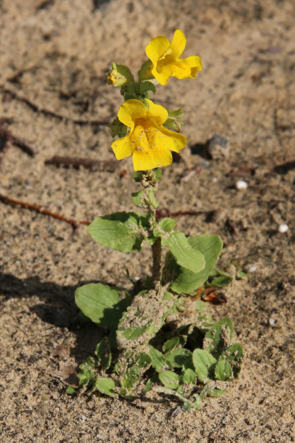 Mimulus guttatus (door Willem Braam)