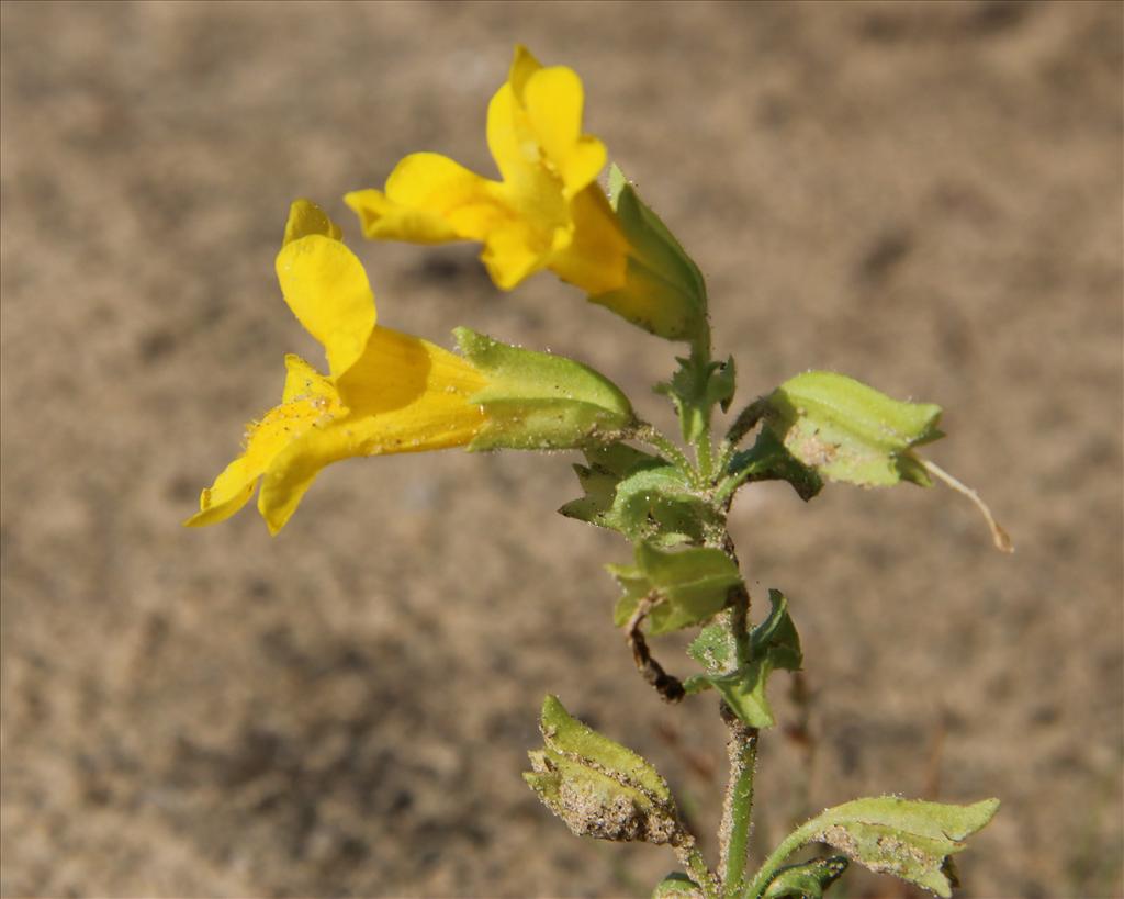 Mimulus guttatus (door Willem Braam)