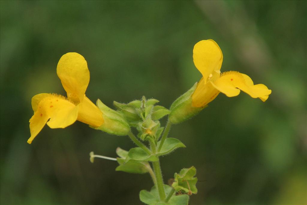 Mimulus guttatus (door Willem Braam)