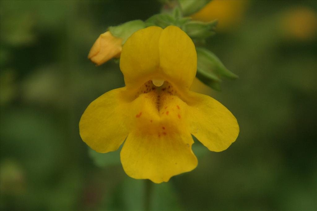 Mimulus guttatus (door Willem Braam)