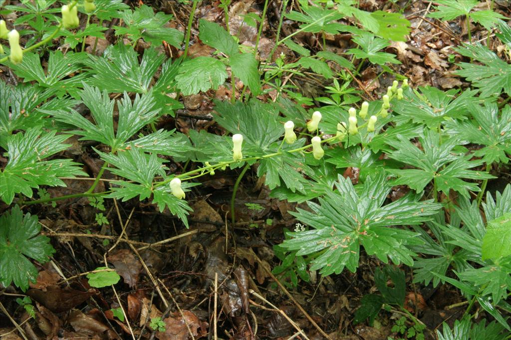 Aconitum vulparia (door Willem Braam)