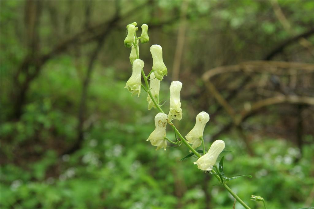 Aconitum vulparia (door Willem Braam)