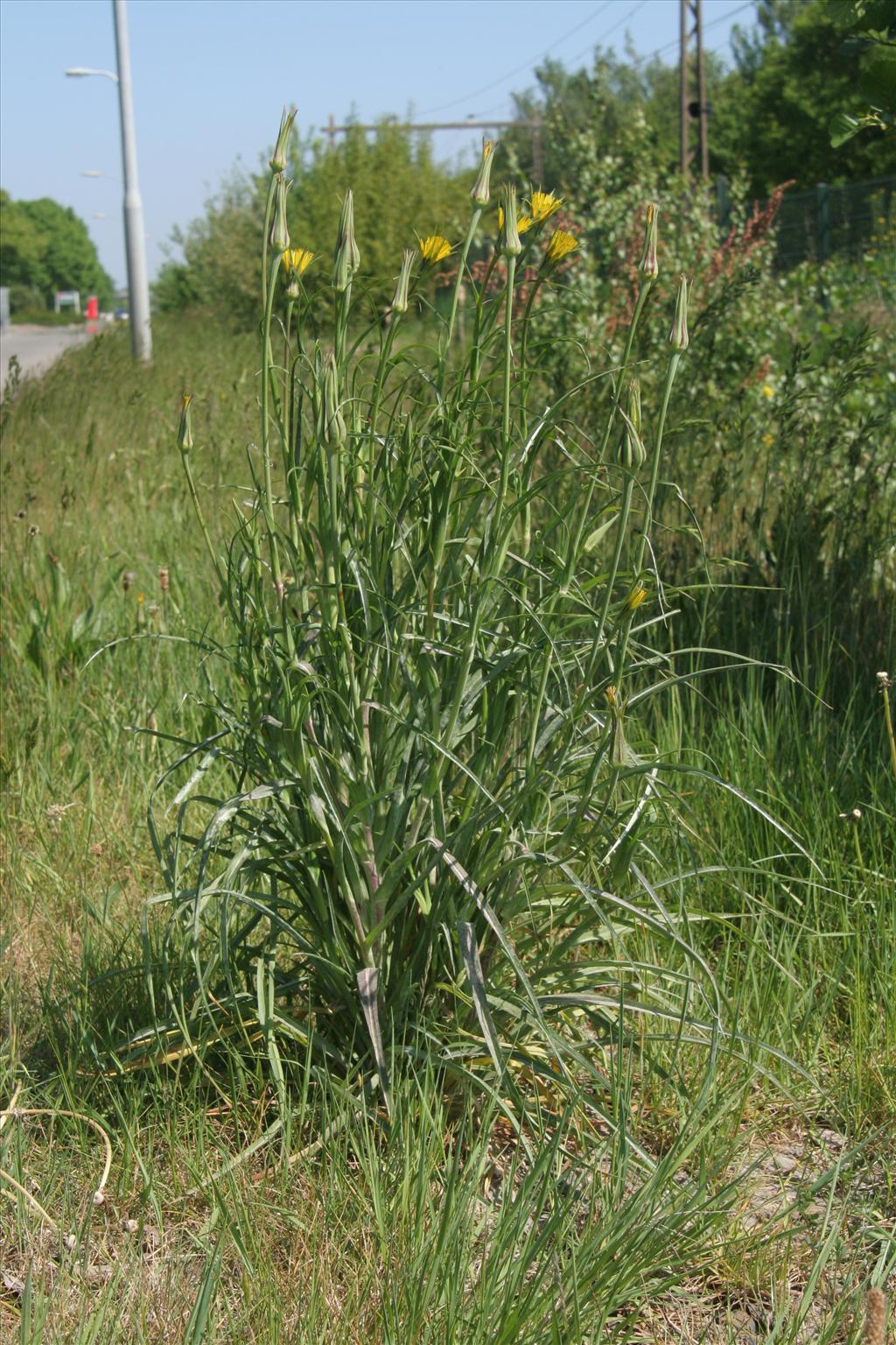 Tragopogon pratensis subsp. pratensis (door Willem Braam)