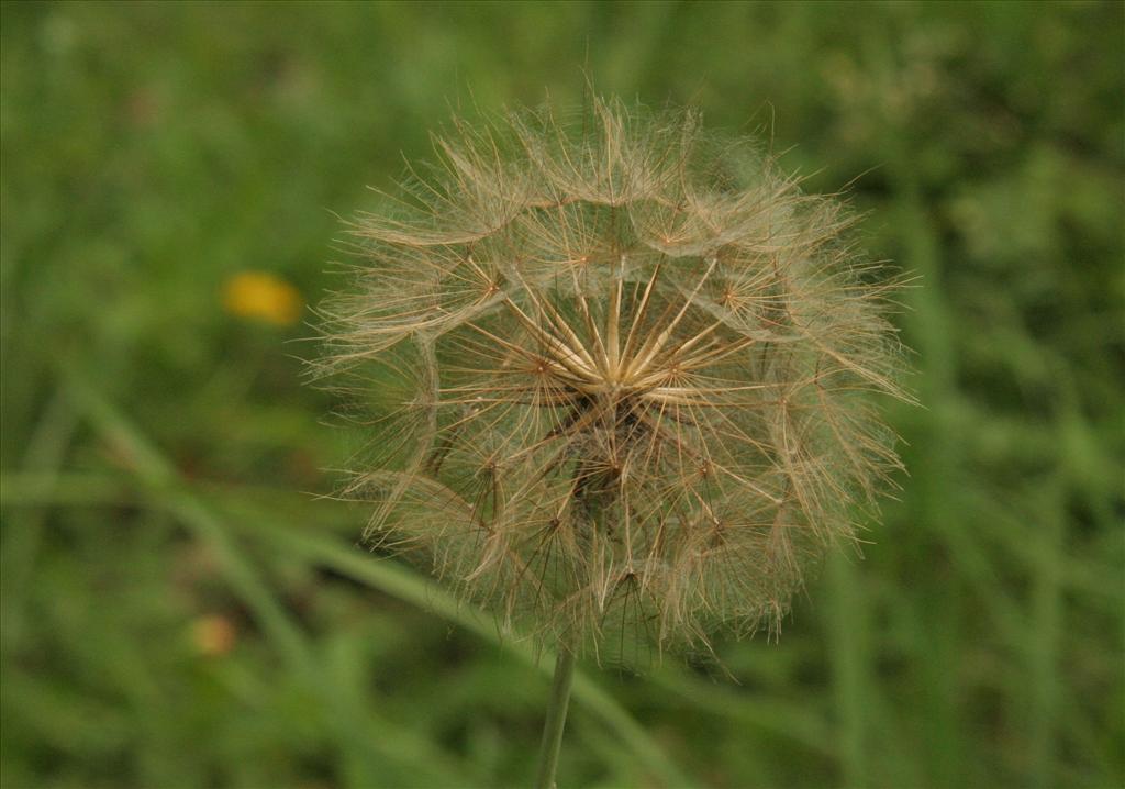 Tragopogon pratensis subsp. pratensis (door Willem Braam)