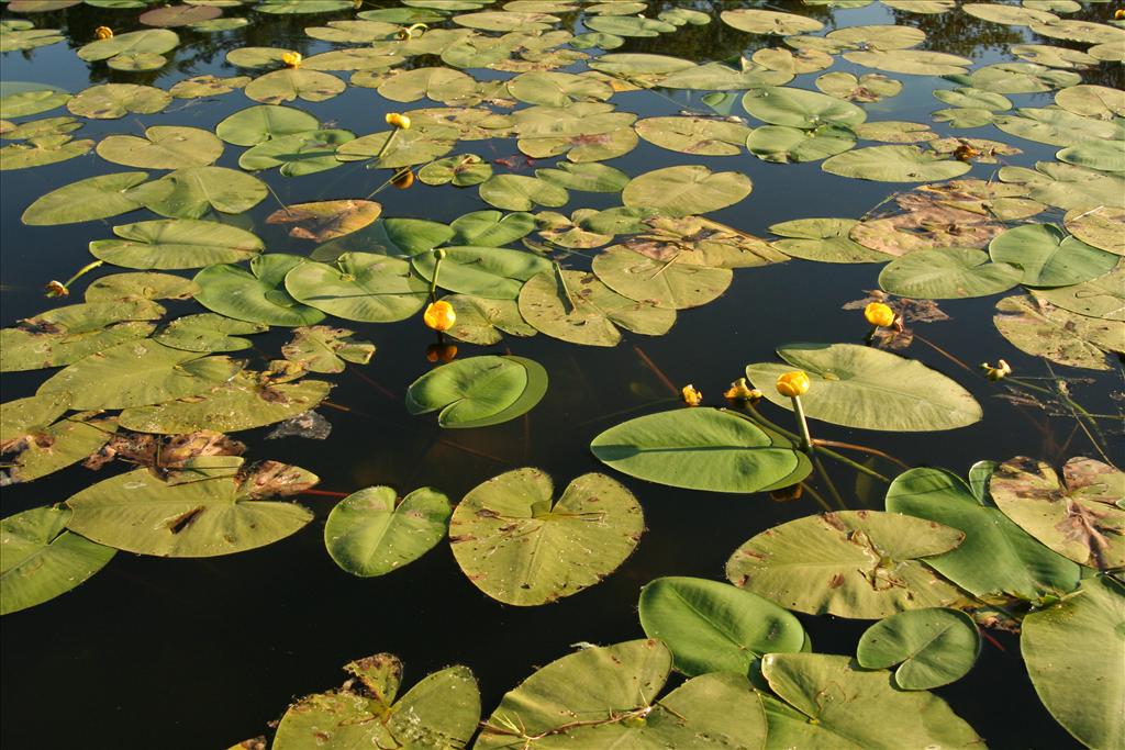 Nuphar lutea (door Willem Braam)