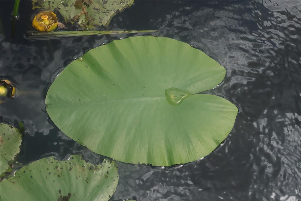 Nuphar lutea (door Willem Braam)