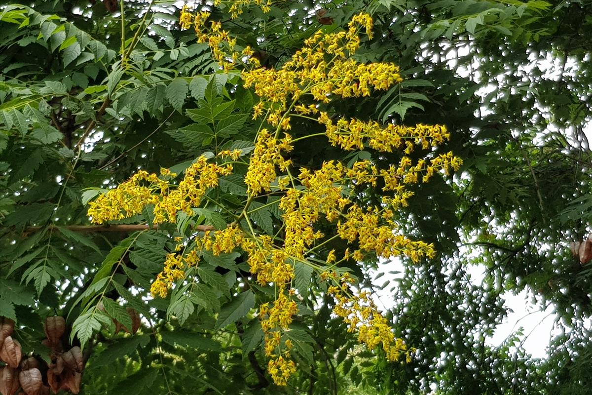 Koelreuteria paniculata (door Willem Braam)