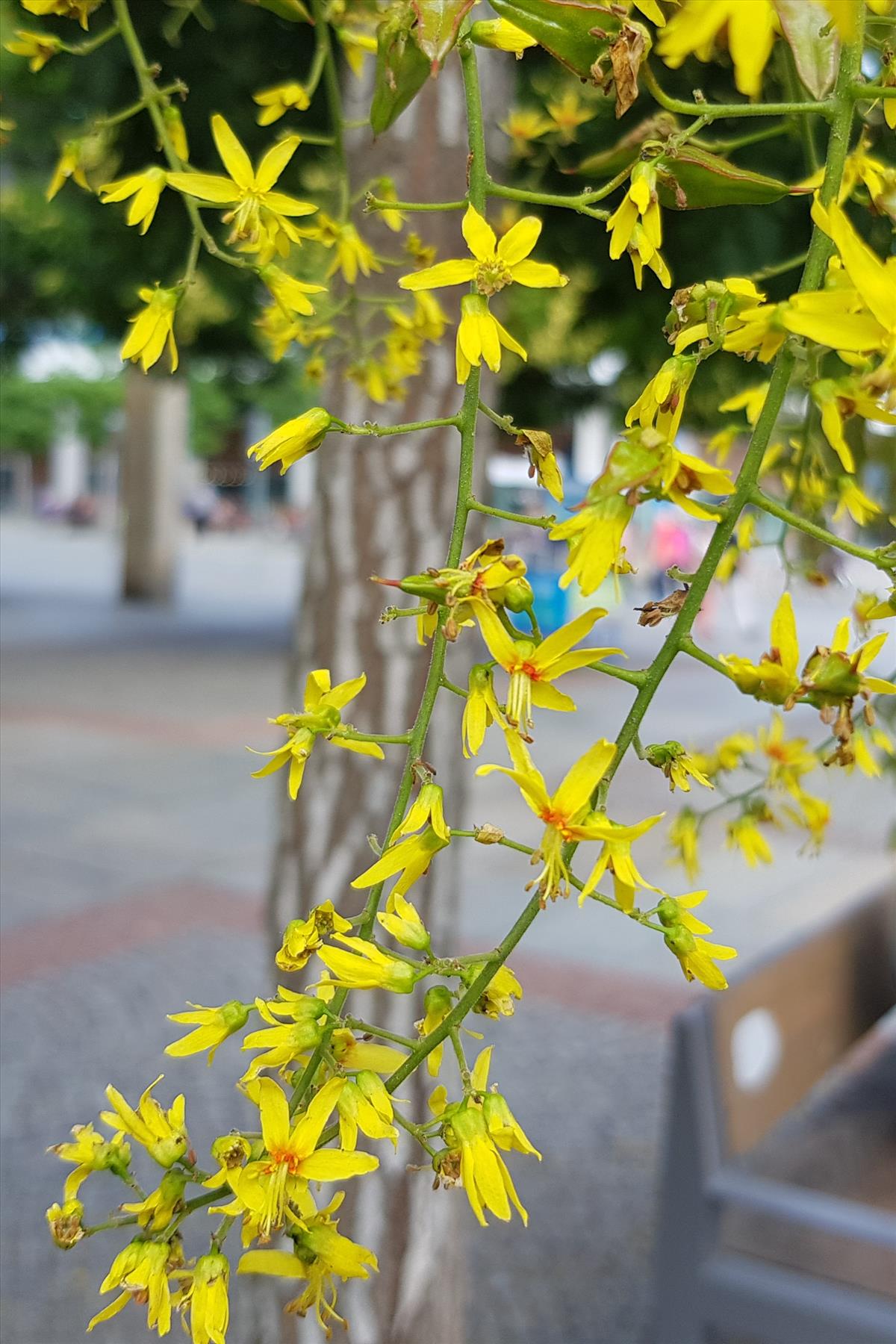 Koelreuteria paniculata (door Willem Braam)