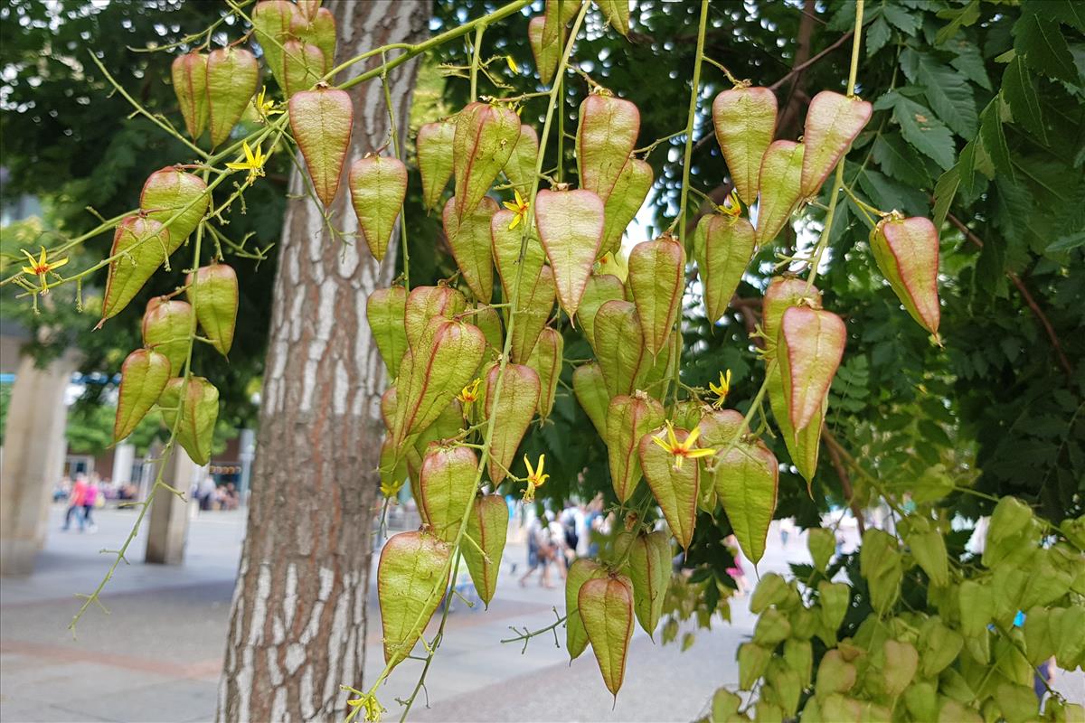 Koelreuteria paniculata (door Willem Braam)