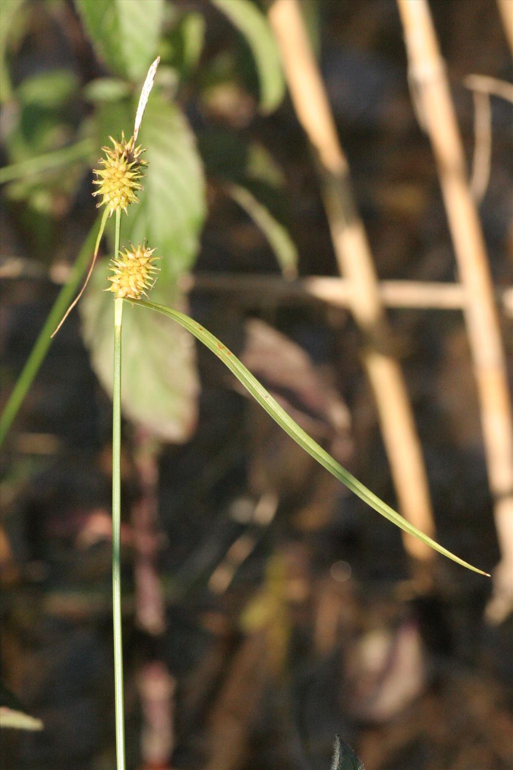 Carex flava (door Willem Braam)