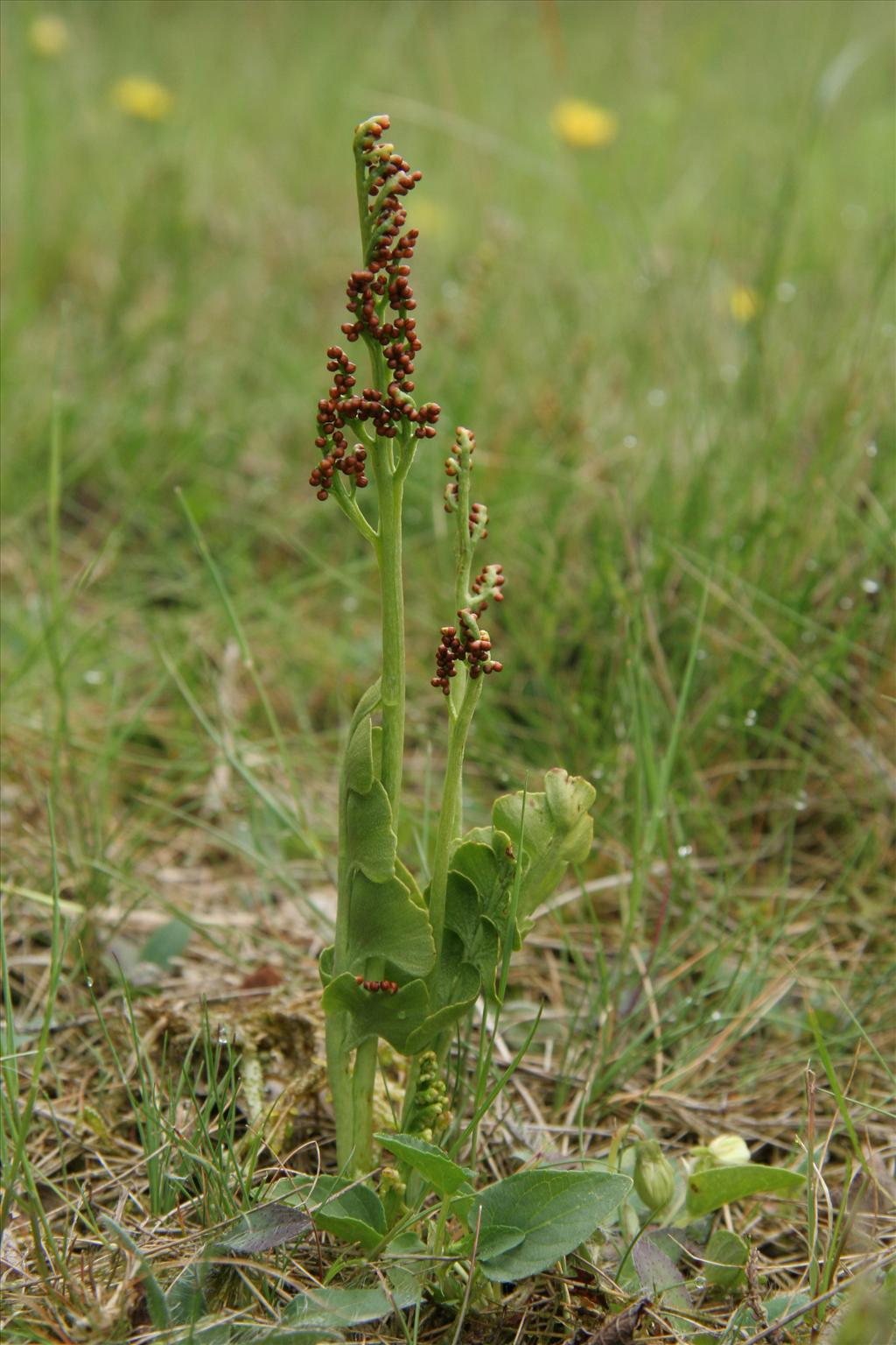 Botrychium lunaria (door Willem Braam)