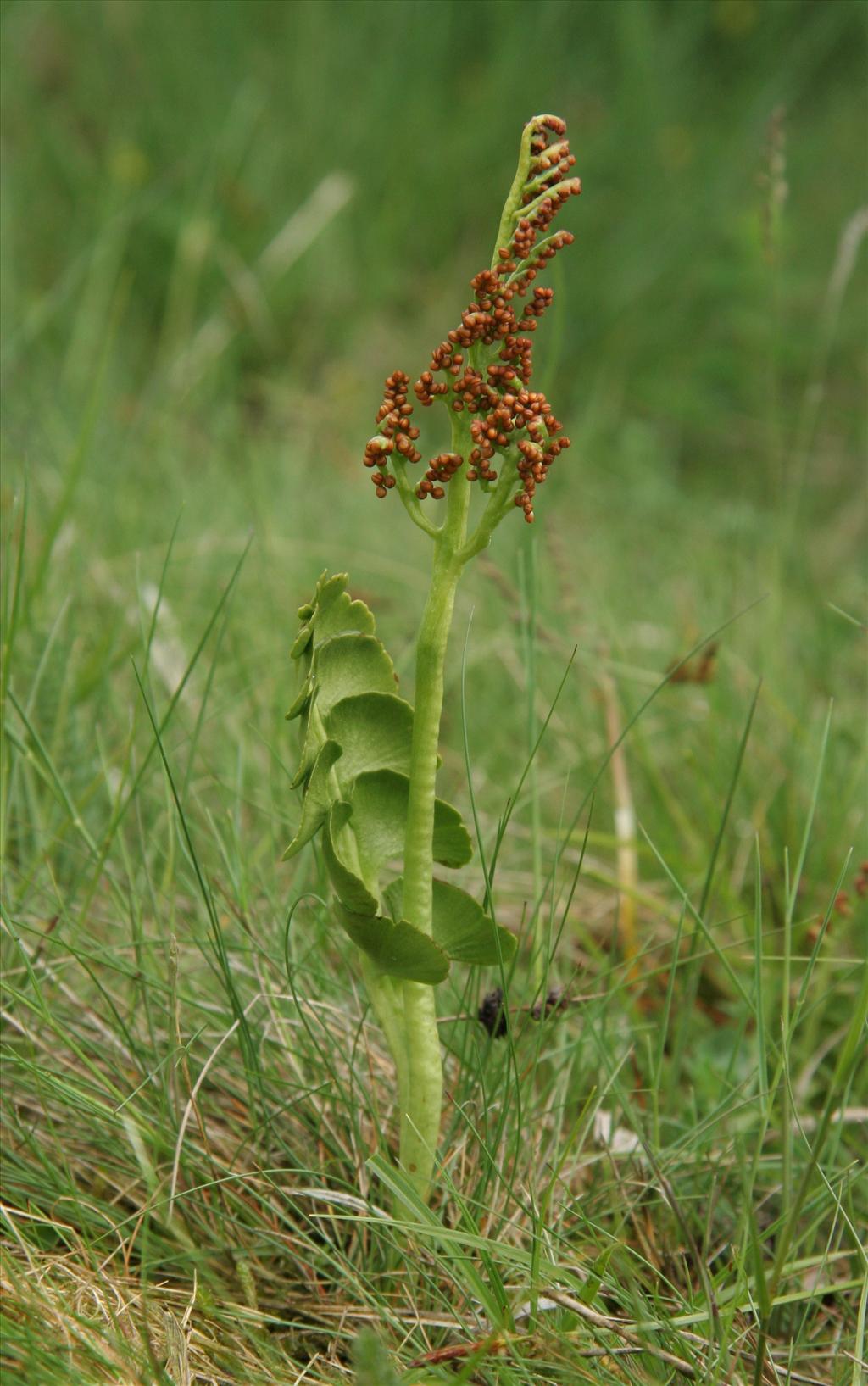 Botrychium lunaria (door Willem Braam)