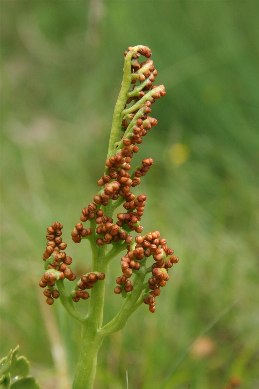 Botrychium lunaria (door Willem Braam)