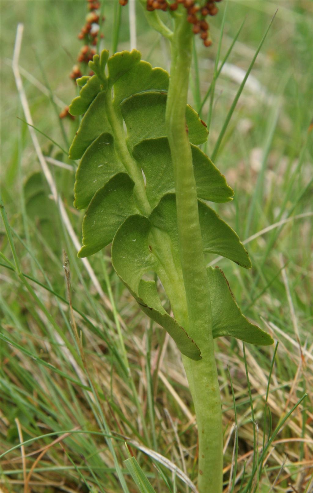 Botrychium lunaria (door Willem Braam)