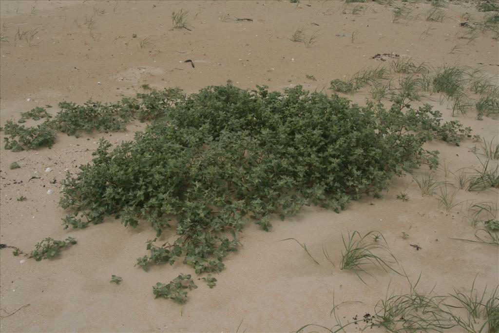 Atriplex laciniata (door Willem Braam)