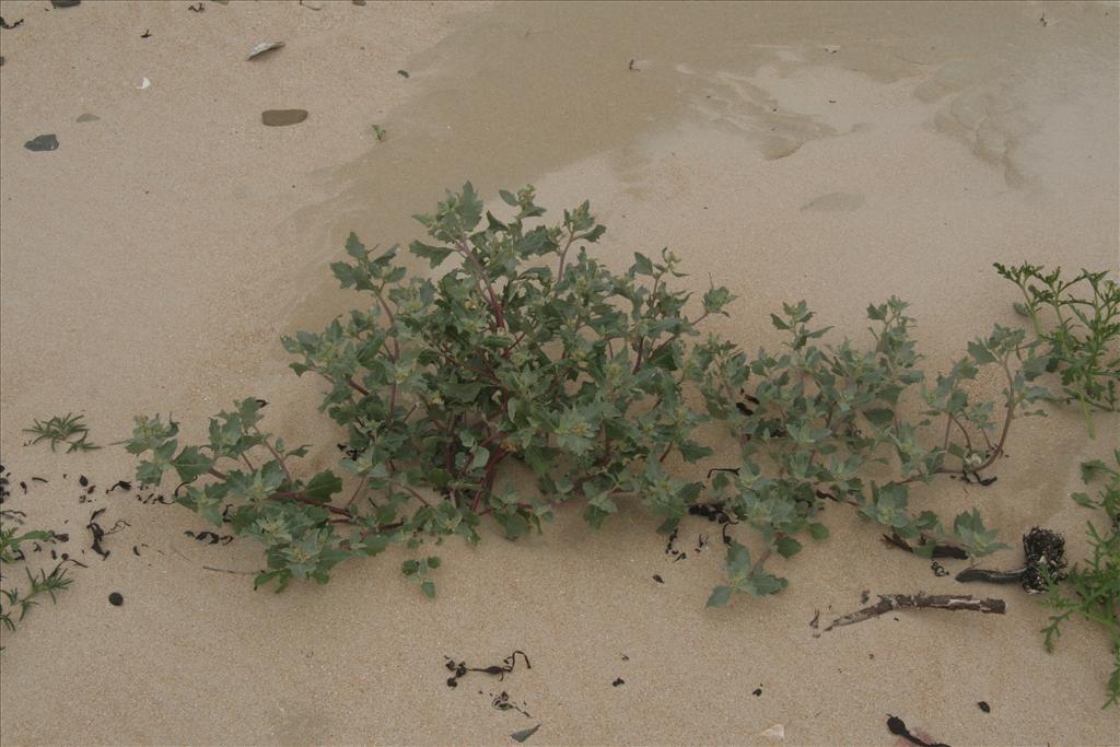 Atriplex laciniata (door Willem Braam)