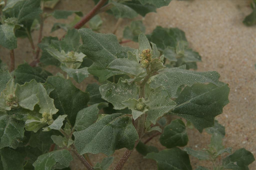 Atriplex laciniata (door Willem Braam)