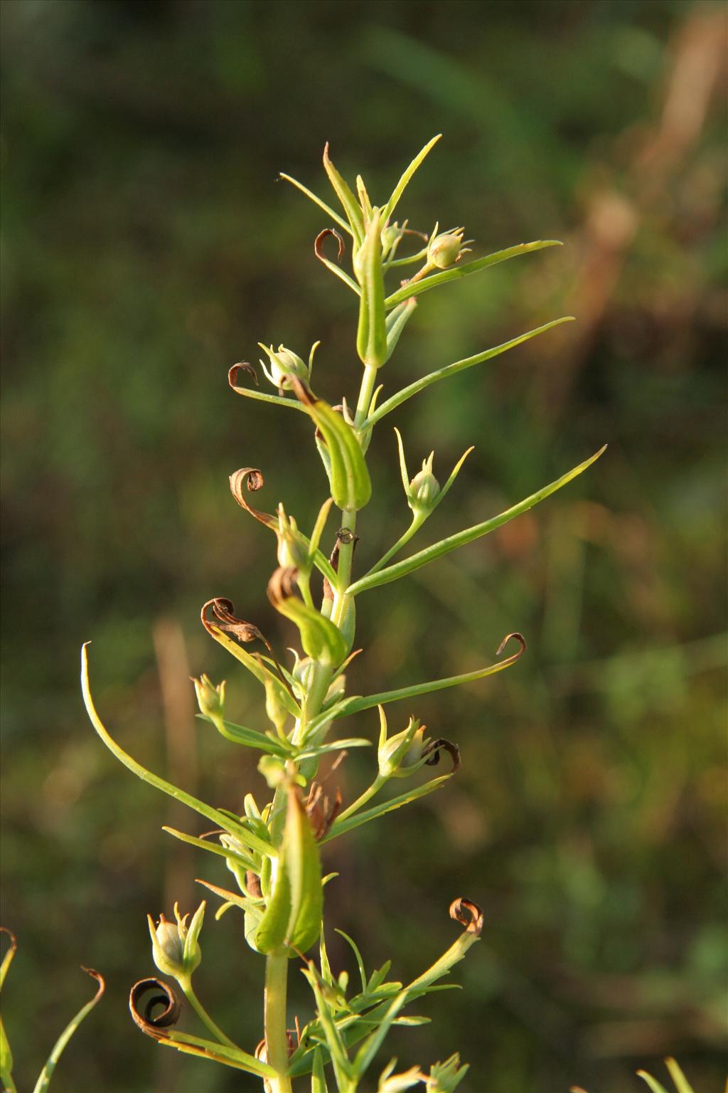 Gratiola officinalis (door Willem Braam)