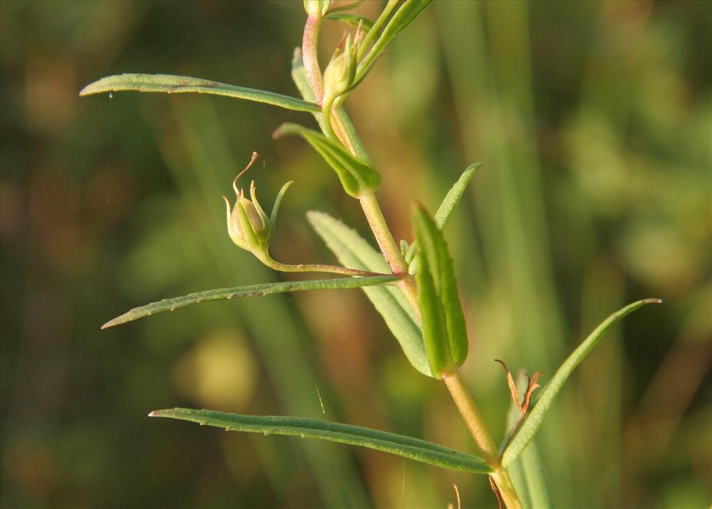 Gratiola officinalis (door Willem Braam)