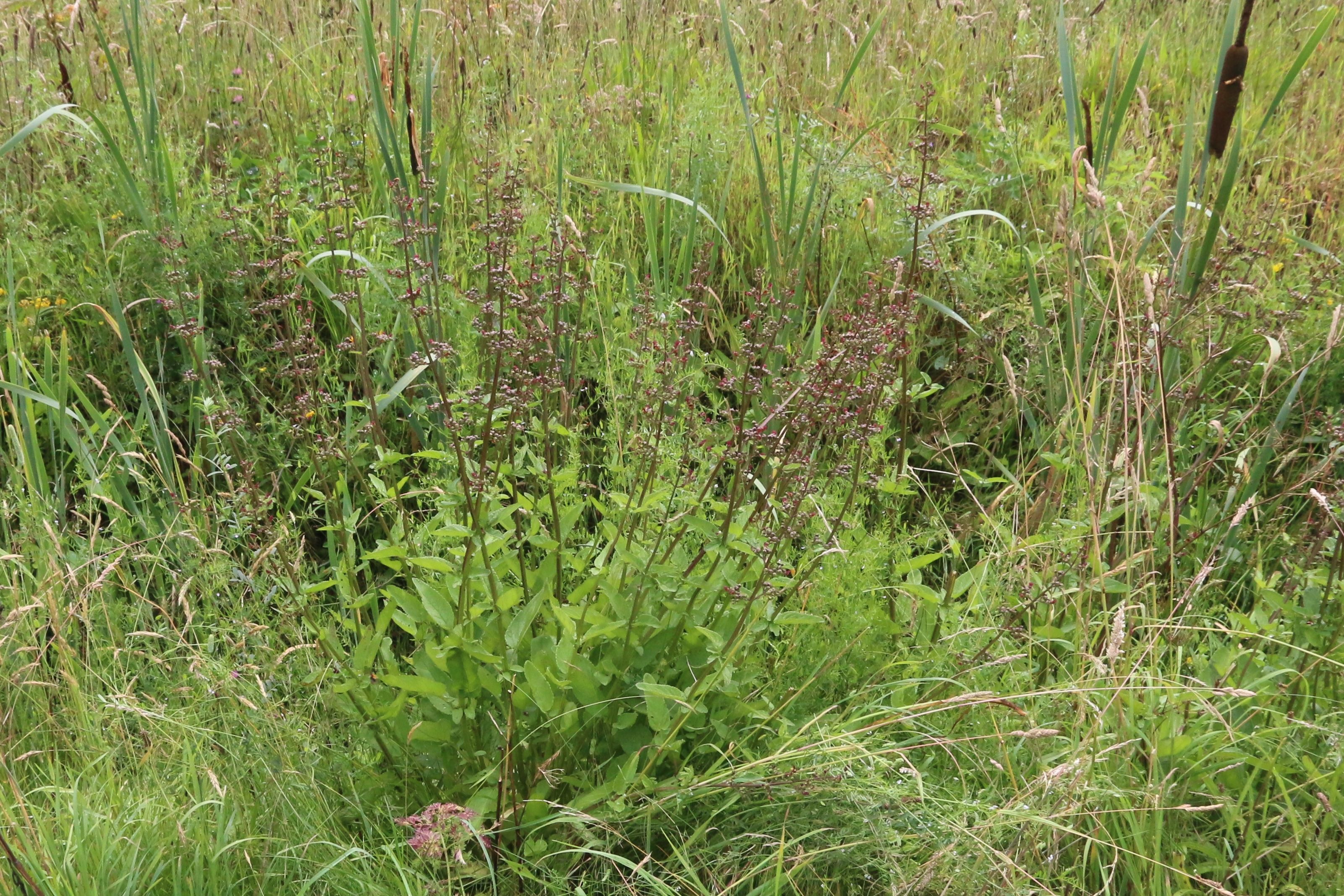 Scrophularia auriculata (door Willem Braam)