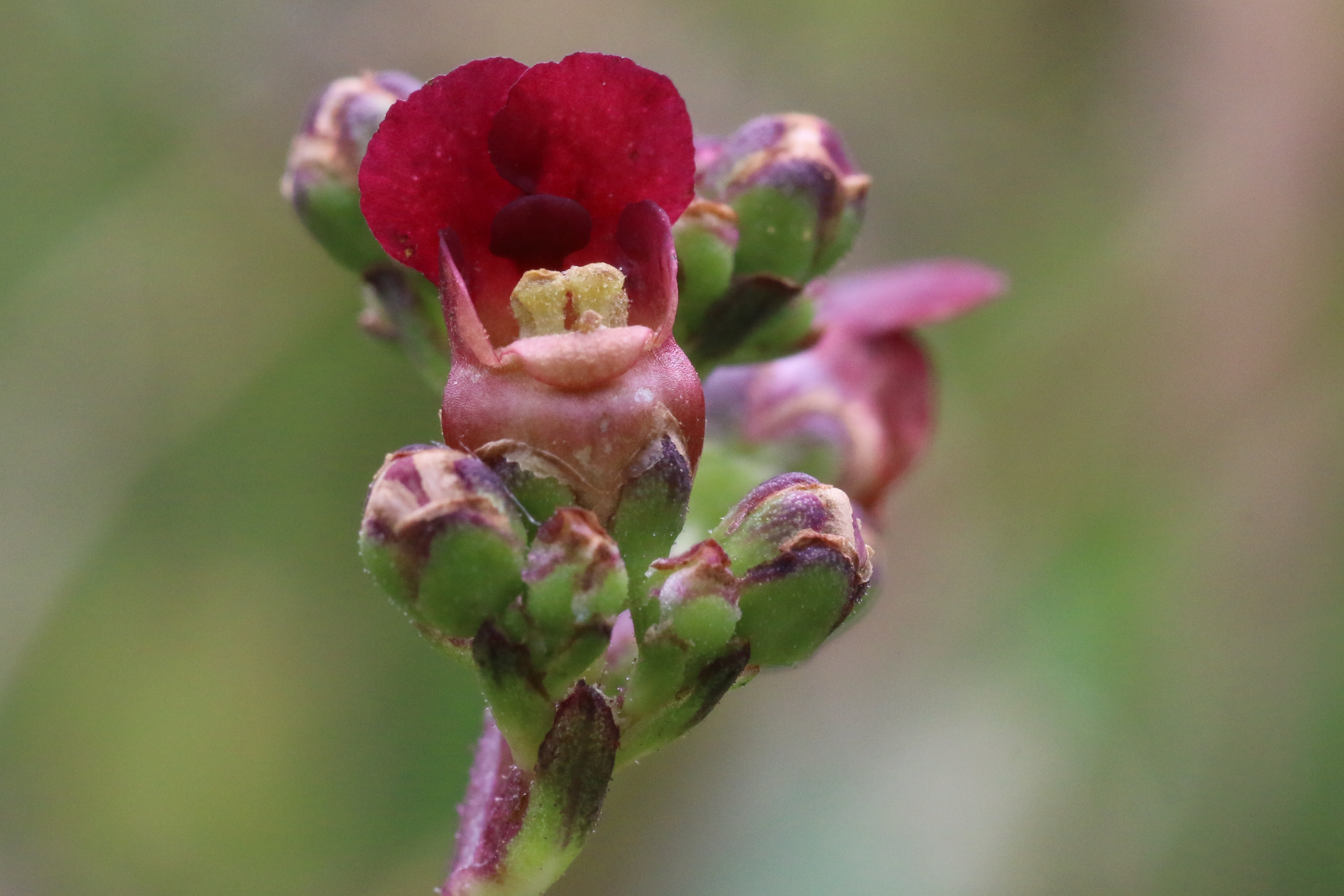 Scrophularia auriculata (door Willem Braam)