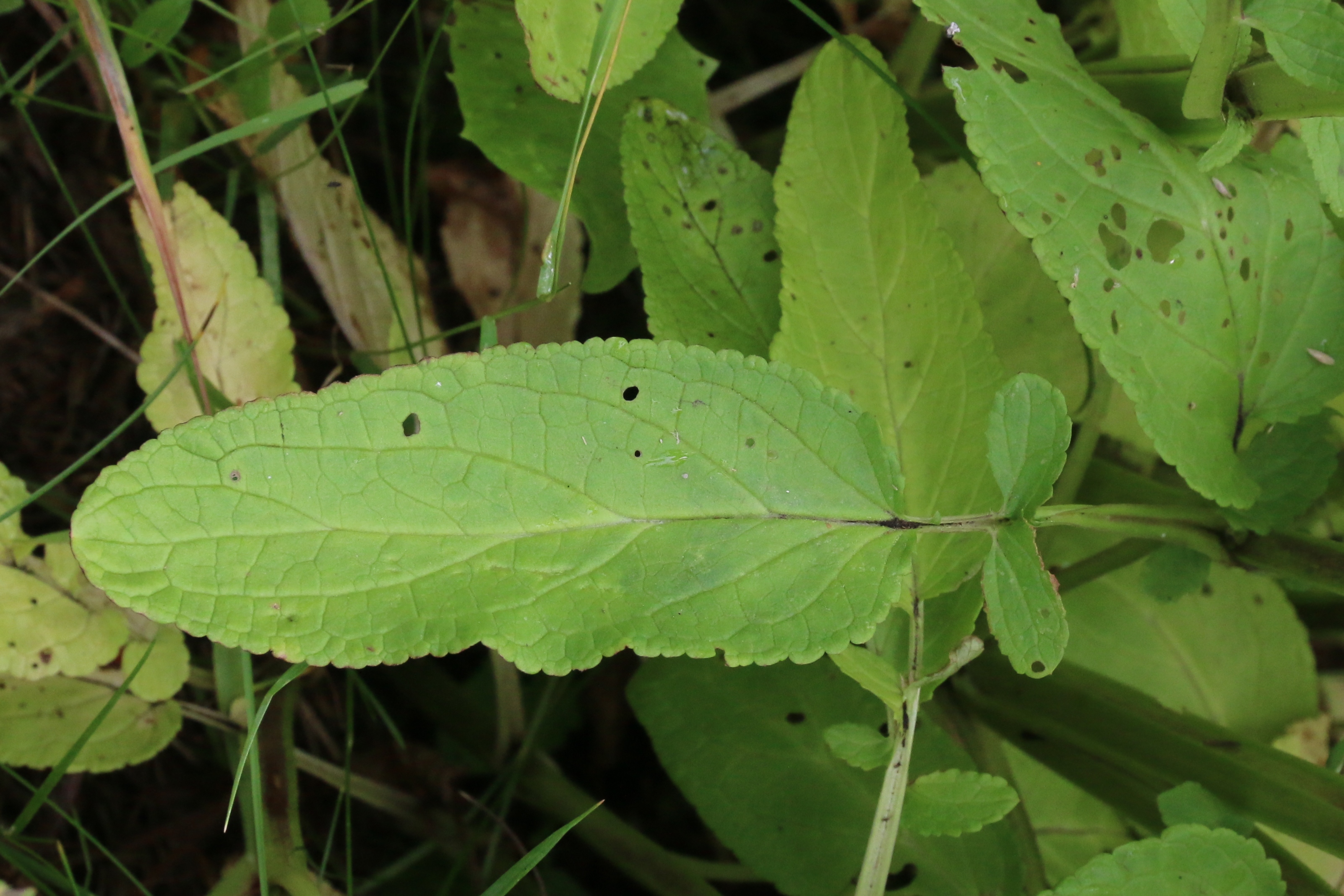 Scrophularia auriculata (door Willem Braam)