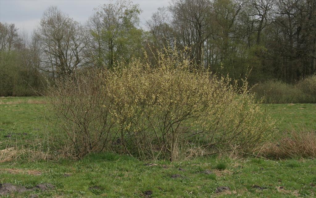 Salix aurita (door Willem Braam)