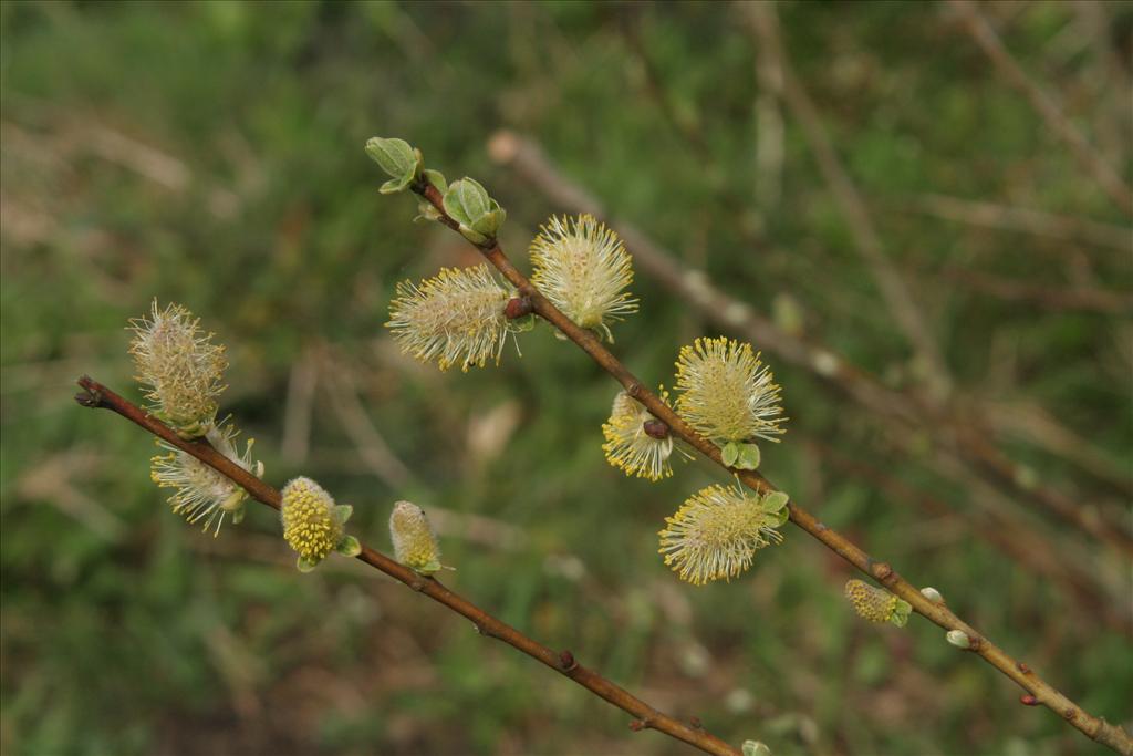 Salix aurita (door Willem Braam)