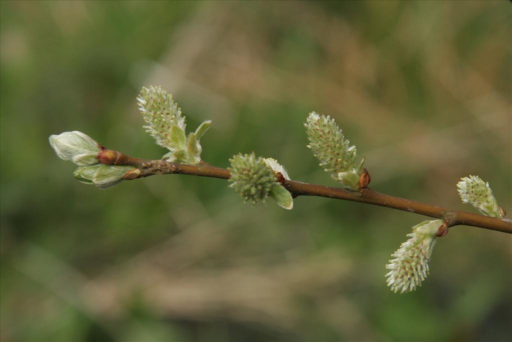 Salix aurita (door Willem Braam)