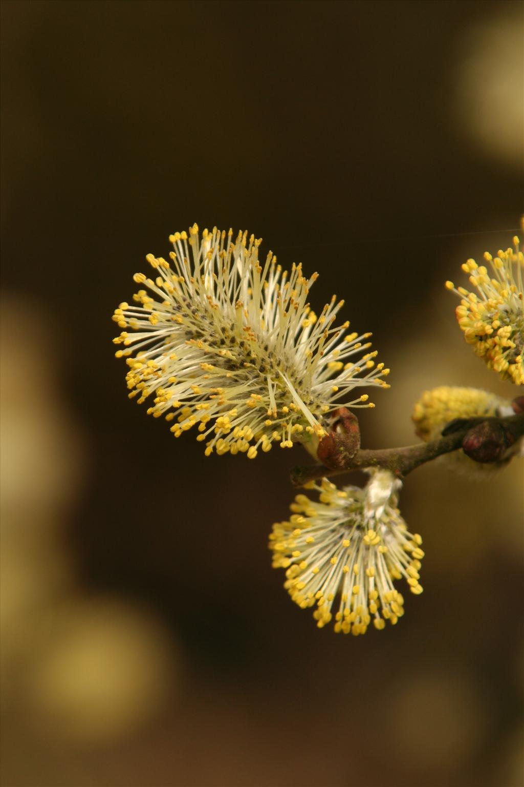 Salix aurita (door Willem Braam)