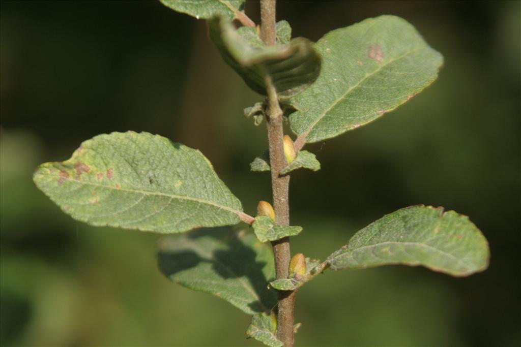 Salix aurita (door Willem Braam)