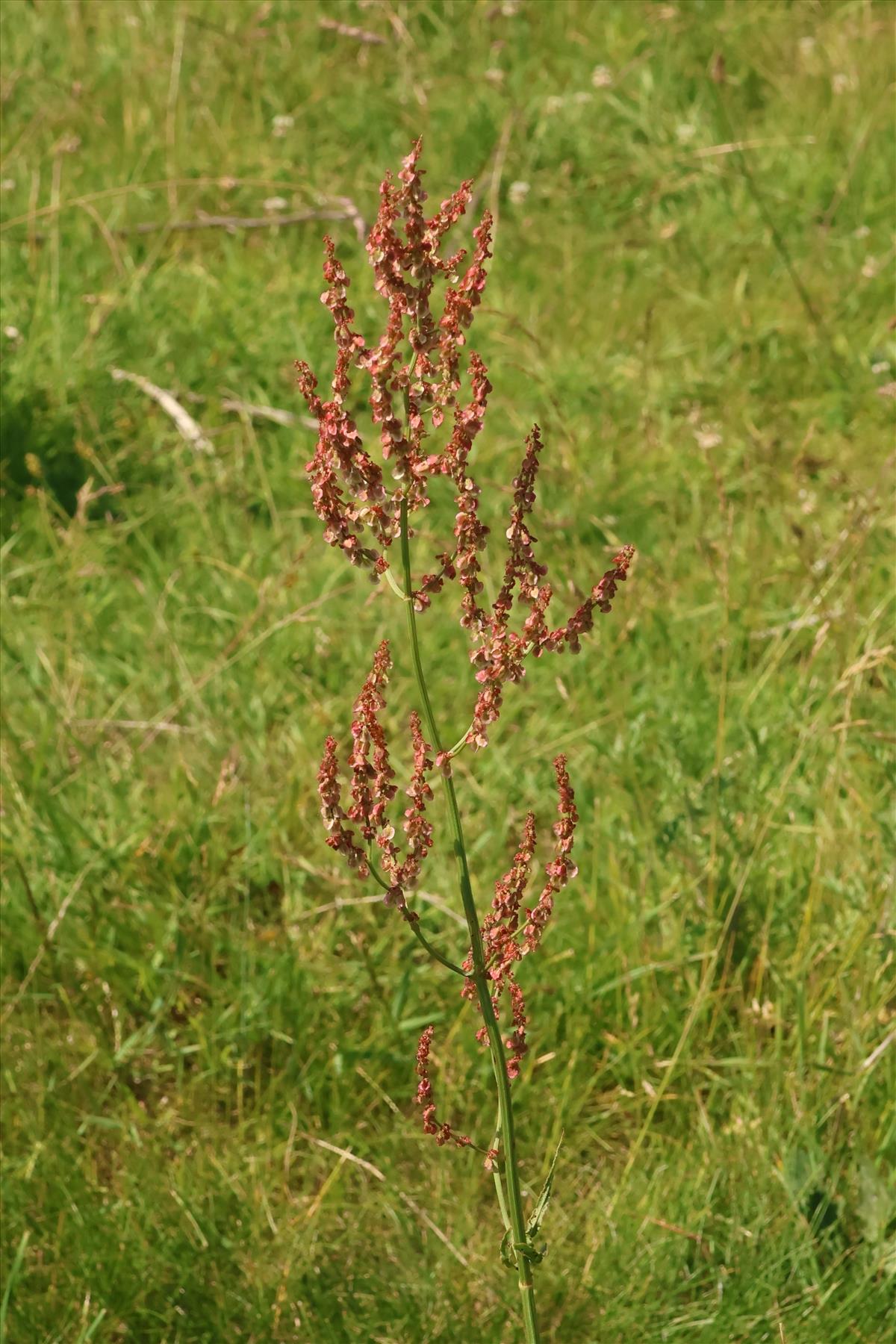 Rumex thyrsiflorus (door Willem Braam)